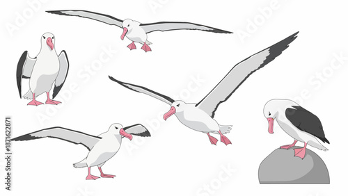 Cartoon Albatross Vector Set: Flying, Standing, and Perched Poses. Isolated Seabird Illustration Collection.