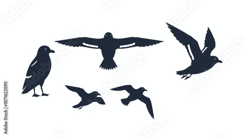 Dark Seabird Petrel Vector Set: Multiple Flying and Standing Poses. Flat graphic illustration of a marine bird collection isolated on white.