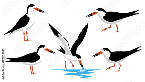 Black Skimmer Birds Vector Illustration Set. Rynchops niger silhouettes showing standing, flying, walking, and characteristic skimming behavior.