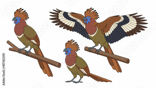 Hoatzin (Opisthocomus hoazin) Bird Vector Illustration Set. Exotic crested tropical species in three poses: standing, perched, and flying with spread wings.