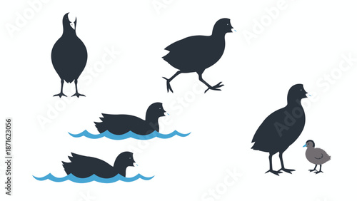 Eurasian Coot Bird Set Illustration. Collection of Wild Waterfowl Poses: Standing, Running, Swimming, and Adult with Chick on White Background.