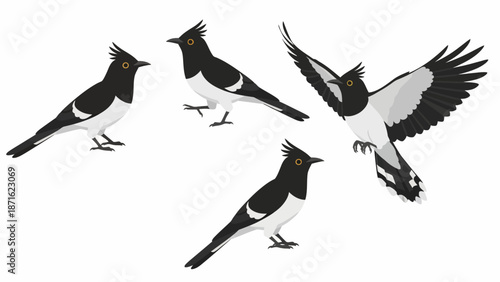 Black and White Crested Magpie Bird Vector Poses Set. Stylized illustration of standing, walking, and flying corvid wildlife.