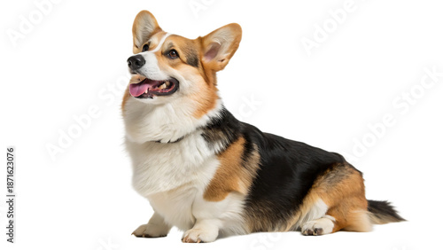 welsh corgi breed dog sitting on a white background
