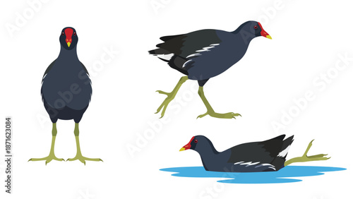 Common Moorhen Vector Set: Three Poses (Standing, Walking, Swimming). Gallinule Bird Illustration on White.