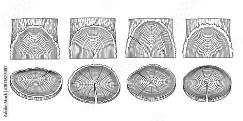 Tree rings wood texture vector illustration cross section of log cut trunk annual circles