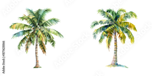 coconut tree watercolor vector illustration