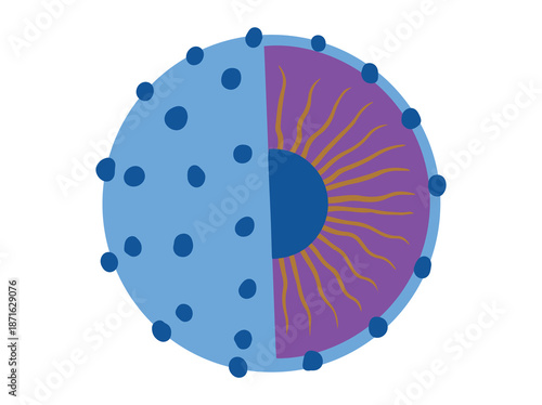 Hand Drawn Nucleus Cell Anatomy
