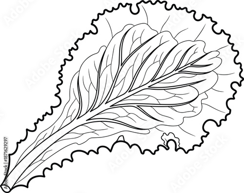 Black line art lettuce leaf vector illustration, isolated healthy organic vegetable icon for vegan food, salad menu and grocery design.
