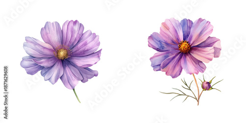 cosmos flower watercolor vector illustration
