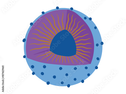 Structure Nucleus Cell Anatomy Illustration

