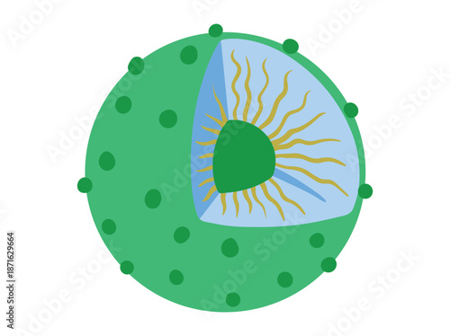 Nucleus Cell Anatomy Clip Art
