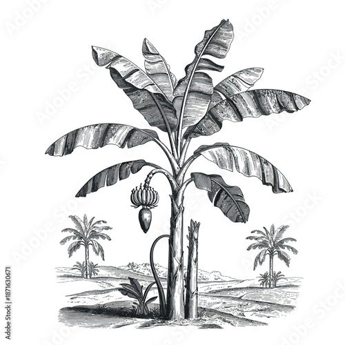 Vintage illustration of banana tree with fruit