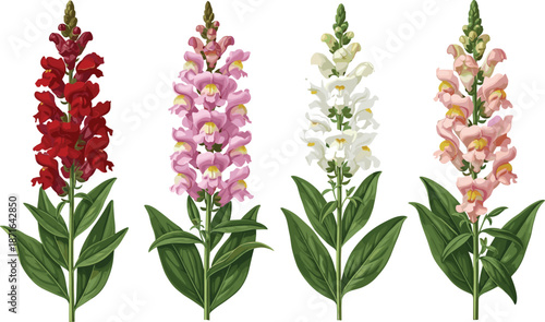 Snapdragon flower stalks in red, pink, white, and peach with green leaves, botanical vector for garden and floral themes