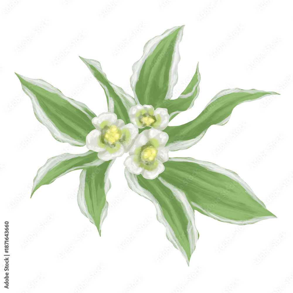 Obraz premium Euphorbia Snow on the Mountain Botanical Painting Green White Leaves 