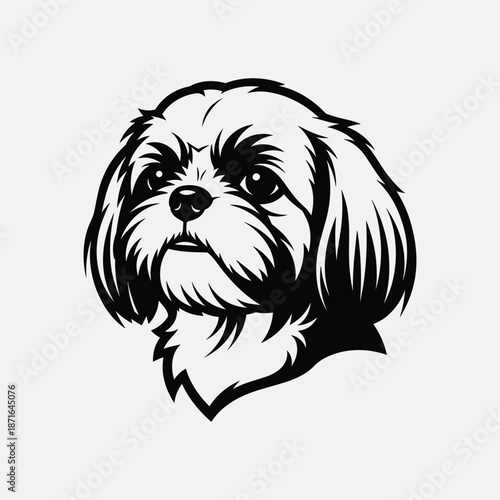 Portrait of a shih tzu isolated on white background, Vector, illustration