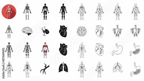 Collection of Human Anatomy Icons and Illustrations.