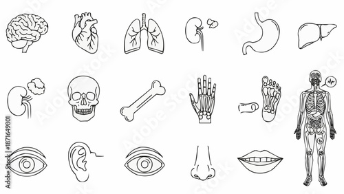 Collection of Hand Drawn Human Anatomy Icons.