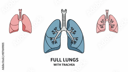 Anatomical Illustration of Human Lungs and Trachea.