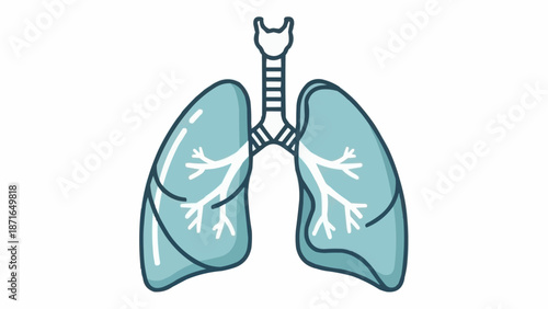 Illustration of human lungs and trachea medical diagram.