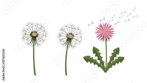 A set of three dandelion illustrations, showing the flower in full bloom and with seeds being carried away by the gentle wind.