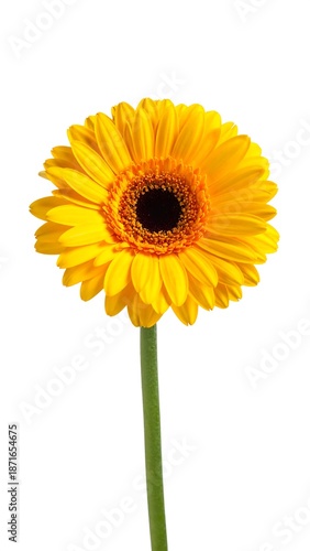 Single yellow gerbera against white