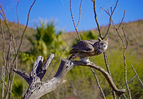 A great horned owl perched on a bare tree in the Sonora Desert of Arizona in a harsh environment of cacti, ocotillo and dry country.