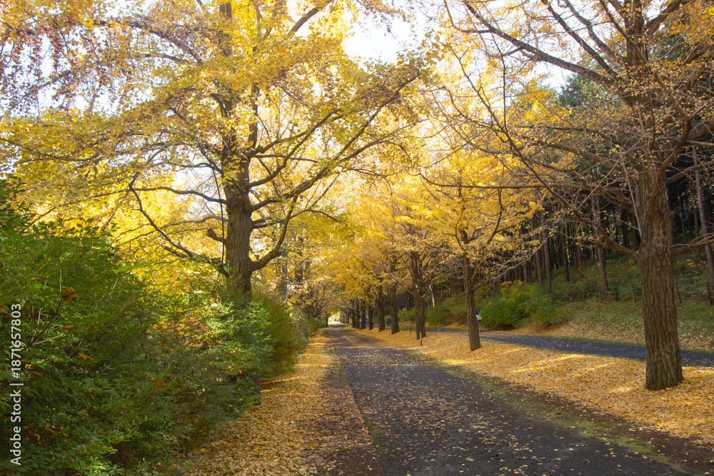 Obraz premium Beautiful golden yellow ginkgo trees in Autumn at Showa Kinen Park, Tachikawa, Tokyo, Japan