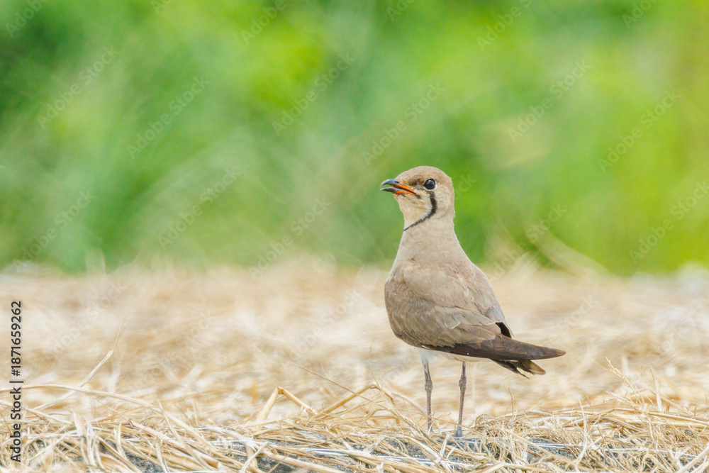 Obraz premium Oriental Pratincole standing on dry straw ground in a natural field.