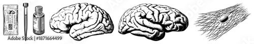 Neuroscientific Tools and Brain Anatomy Illustrated in Black and White