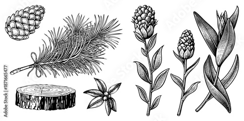 Vintage Botanical Illustration Set Featuring Pine Cones, Branches, and Elements