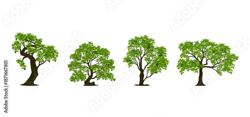 Tree Vector Illustration Collection Featuring Tropical and Orchard Trees with Mango, Apple, Banana, Orange, Coconut Palm and More Isolated on White Background, Colorful Tree Vector Illustration
