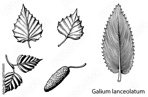 Botanical Illustration of Galium Lanceolatum Leaves and Catkin in Detailed Art