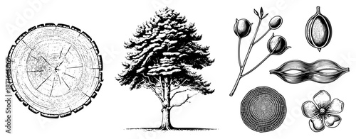 Botanical Tree Anatomy Set Featuring Sections and Flowers