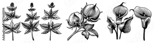 Botanical Illustration of Three Flower Species in Detailed Art