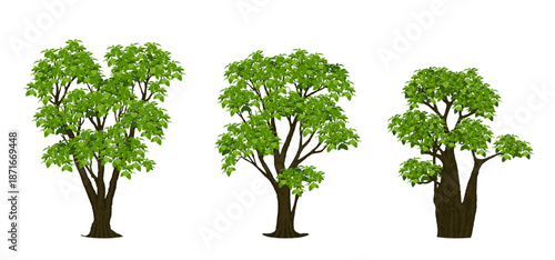 Tree Vector Illustration Collection Featuring Tropical and Orchard Trees with Mango, Apple, Banana, Orange, Coconut Palm and More Isolated on White Background, Colorful Tree Vector Illustration