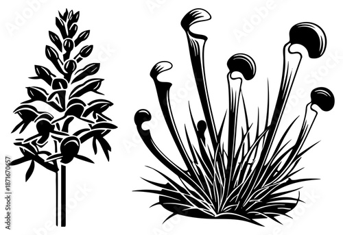 Black and White Vector Illustration of Orchid and Pitcher Plant