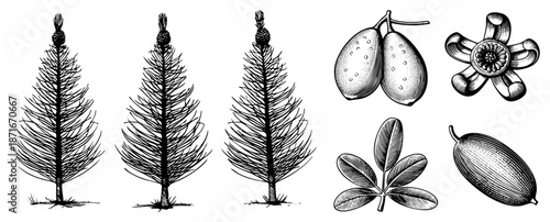 Vintage Botanical Illustration of Pine Trees, Fruits, and Leaves in Detailed Art