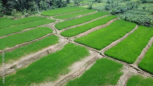 Aerial view of lush green rice fields.