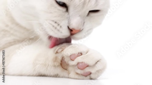 White Feline Gently Licking Paw Clean Isolated Studio Shot Macro Detail