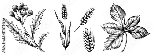 Botanical Illustration Set Featuring Chamomile, Wheat, and Hop Leaves in Detailed Art