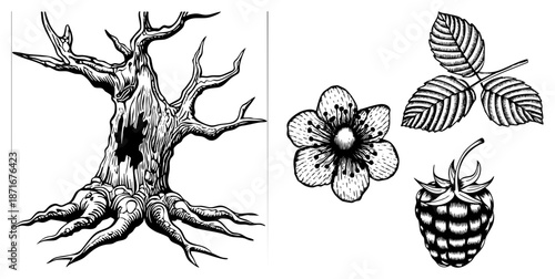 Vintage Woodcut Style Raspberry Plant with Flower and Leaves