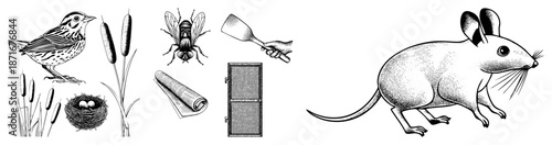 Vector Illustration of Bird, Fly, Hand with Spatula, Screen Door, and Mouse