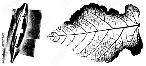 Detailed Botanical Leaf Vein Structure with Halftone Texture and Vector Scissors Tool