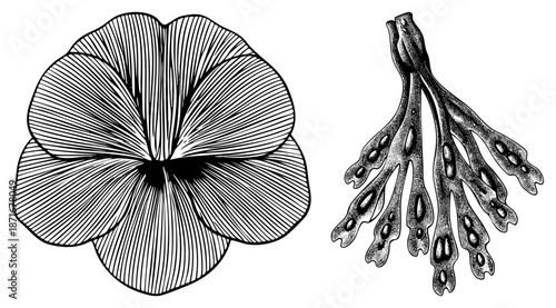 Vintage Botanical Illustration of Flower and Algae with Fine Art