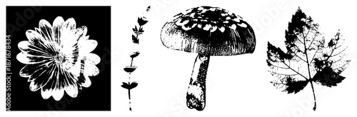 Vintage Halftone Botanical Illustrations of Flower, Stem, Mushroom, and Leaf