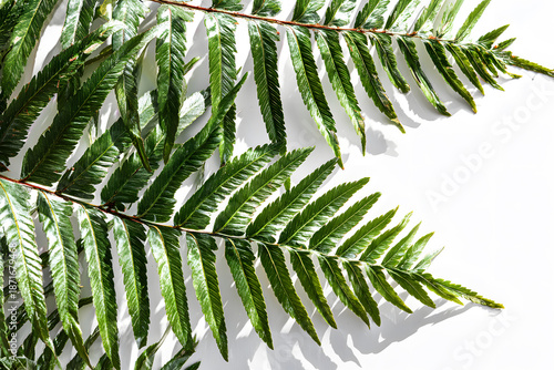 Large green fern leaves arranged on a white surface under bright natural light