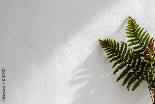 Green fern leaves cast shadows on a white wall in a bright indoor space