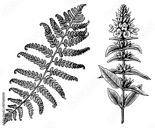 Detailed Botanical Illustration of Fern and Flowering Plant