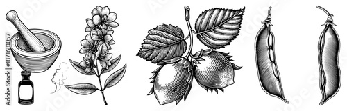 Vintage Herbal Botanicals and Apothecary Tools in Classic Engraved Style