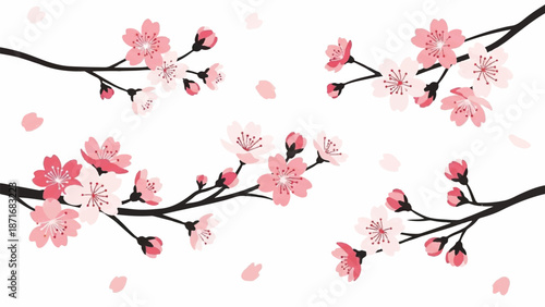 Branches of cherry blossoms with pink flowers and falling petals on a white background